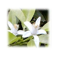 アロマテラピー 花粉症で荒れた肌に アロマテラピーによるケア 花粉症の人は豆乳に注意 ふくちゃんのアロマな生活