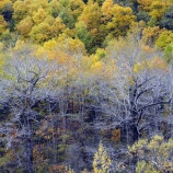 『層雲峡の紅葉その2』の画像