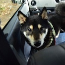 雨は止んでも回復せず