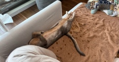ぼくちんの首、ない