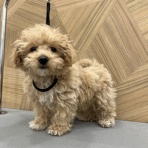 山形県 ペットショップ ワンラブ イオンモール三川店のスタッフブログ