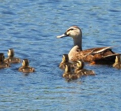 2026年7月10日の野鳥公園