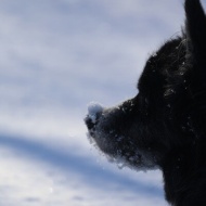 【犬のいる幸せ】あれ！いいかも？とプライドをかなぐり捨てる（笑）