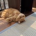 カフェちゃん、またね～
