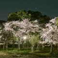 4月6日（月）の桜🌸三昧•2…西の丸庭園