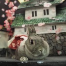 4月23日のグルーミングフォト