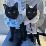 愛猫たちとの徒然日記　梅子の部屋