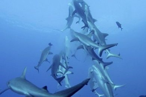 オグロメジロザメの大群がまるでクリスマスツリーのように サメ シャチ好き集まれ情報局