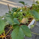 ������������ư��������������˿���β�Ҥ�Ѥ�����Ȱ��˽��ʤ�����ޤ���(^_^)