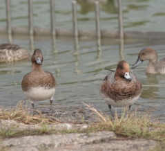 朝からカモの人(鶴見緑地・2025.10.19) その3