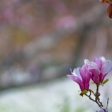 『必死で巣を守る親鳥に思うこと』の画像