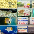 SONOアクアプランツファーム水草･海藻情報局
