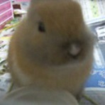 リビングの住人たち