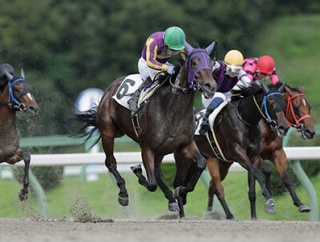 先週の地方競馬での優勝馬紹介！！