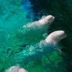 世界をふらっとまわってみたい