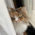 猫探し