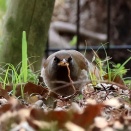 シロハラ、アトリ、ムラサキシジミ、コチドリ