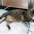 家の猫さん