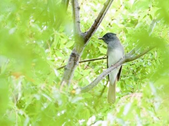 2026年9月19日の野鳥公園