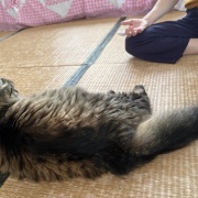 氷を見つめるマロちゃん