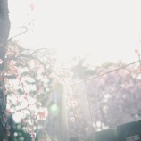 『まるで家電が壊れる様に歯も次々と』の画像