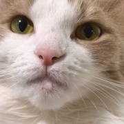 「お顔にお水がついていますよ」と猫に言ったら・・・