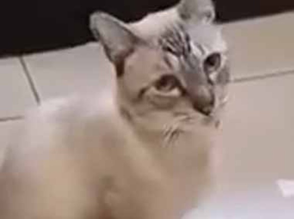 【あなた変わってるねｗ】 お腹へったんですけどぉ。ゴトンっ！ → 進化した猫はこうします…