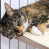 『【里親募集中】日本猫のチビ』の画像