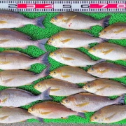 2026年5月16日　釣果