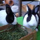 3月21日のこまちゃい