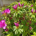 ゆるりと暮らす