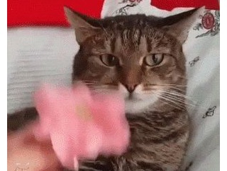 【ＧＩＦ画像】笑えるGIFで元気になりたいｗｗｗｗｗｗｗｗｗｗｗｗｗ