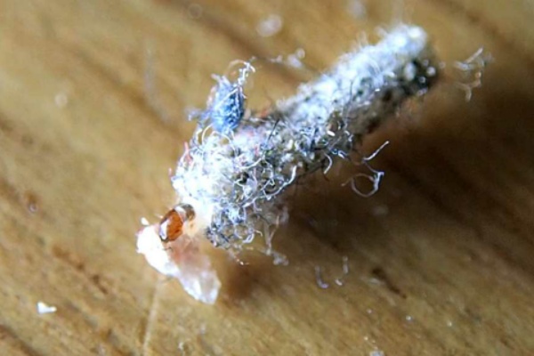 リメマネ Vs ペストくん イガ リメマネ Vs ペストくん イガ