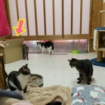 家をさがすのじゃ～～～～