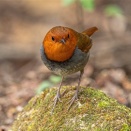 2026/04/07　2024年・2025年撮影のコマドリ♂です