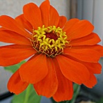 秋田野の花　道の花
