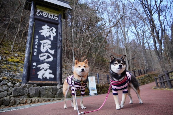 豆柴麦うた日記 奥多摩