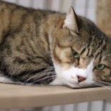 『【里親募集中】名無しのキジ白猫』の画像