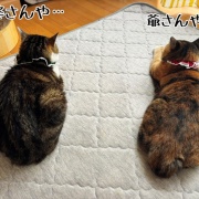 天竺はもうそこかも。