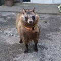 【悲報】岩手のツキノワグマだけど明日かーちゃんが緊急銃猟で駆除される