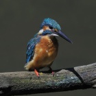 『投稿：カワセミ４態＆ウチワヤンマ　2024/09/13』の画像