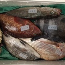 '26年5月🎏の鮮魚🐟️は氷見