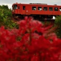 樽見鉄道と彼岸花④