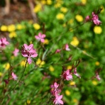青い郊外の空の下・黄色と緑のセロファンの花たち