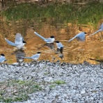 野鳥の観察を都内で