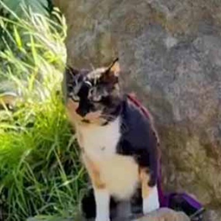 猫の動画 ねこわん！