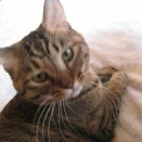 すみません・・どうかご支援お願いいたします！