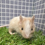 かねだい足立店ブログ