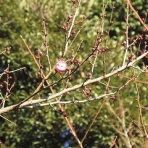 好奇心の植物観察