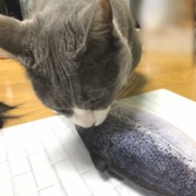 7年前に買ったおもちゃで遊ぶ2歳の猫
